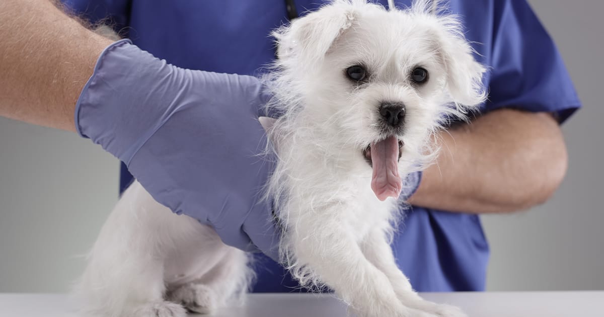 Veterinarian holding dog on exam table